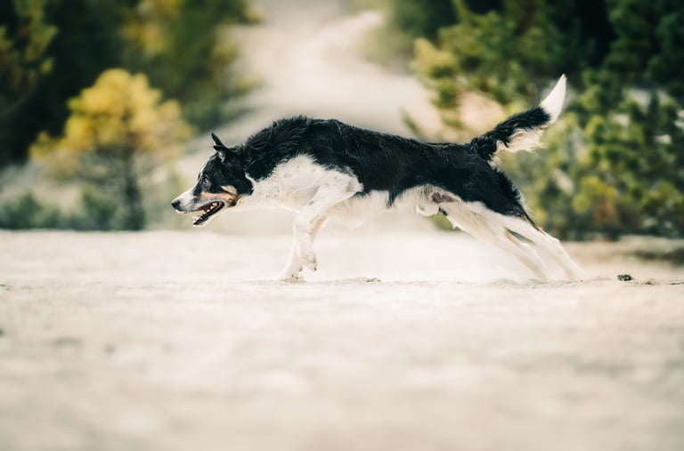 Border collie oldalról fotózva futás közben