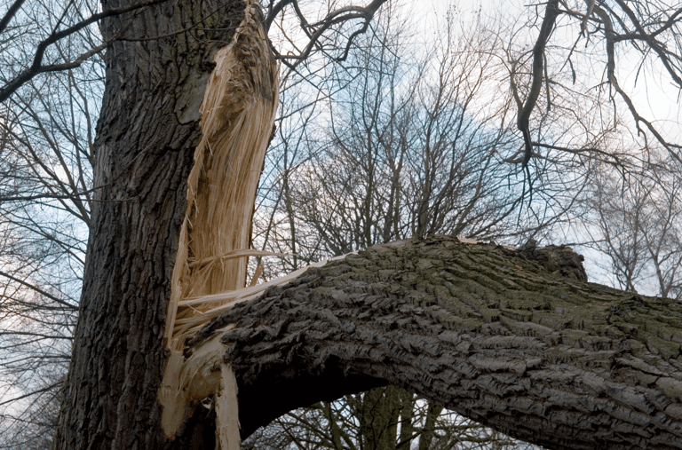 Emergency Tree Service