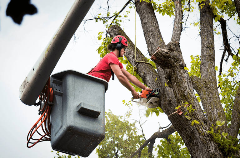 Tree Trimming