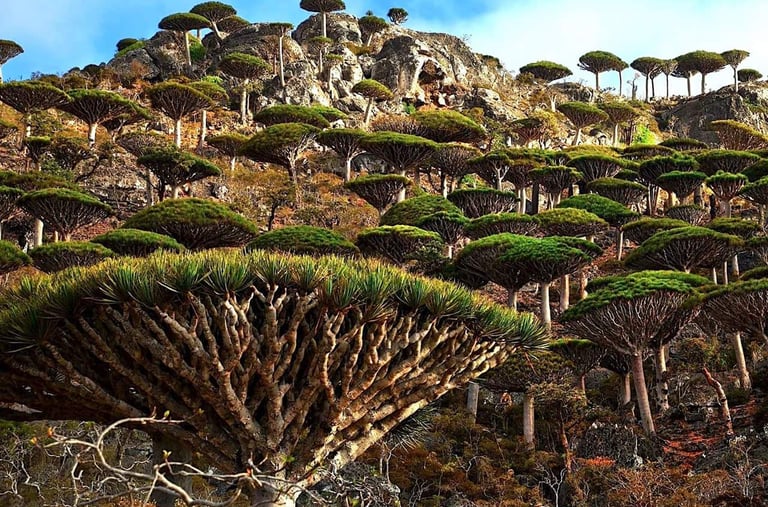 Socotra guide