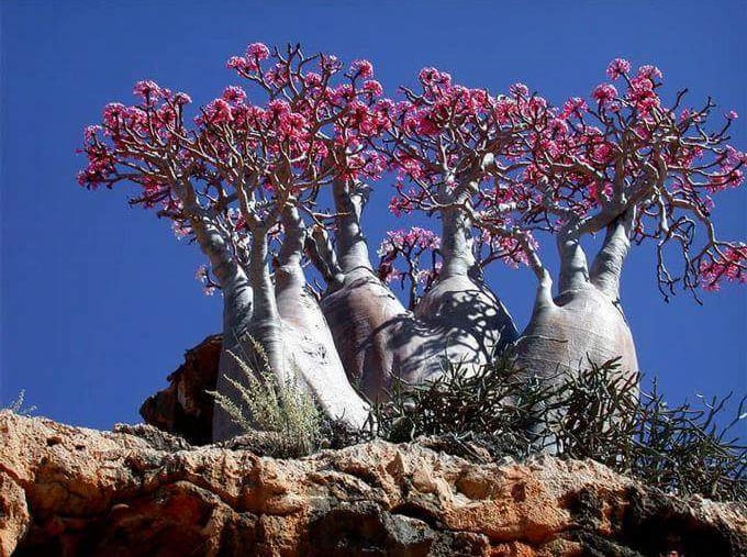 Socotra guide