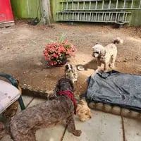 Safety and security is paramount at Dogs at Home Away From Home, and so is fun and playtime.