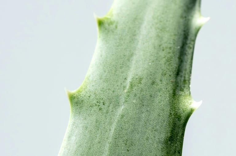 Aloe houseplant