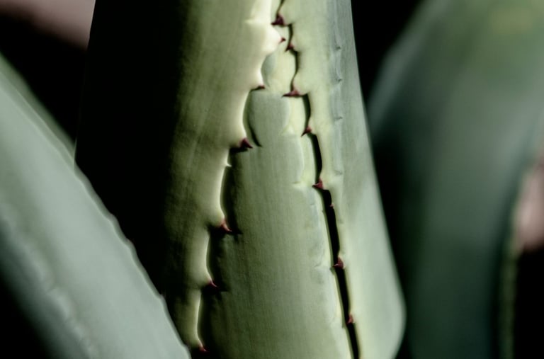 Aloe Vera