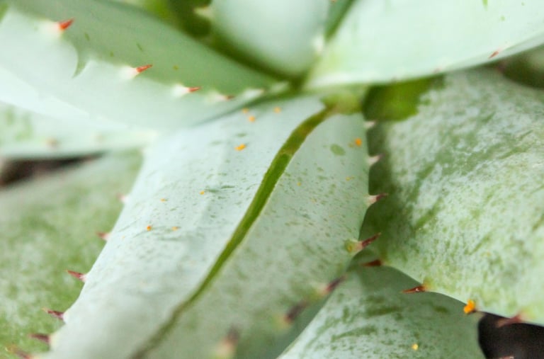 Aloe Vera plant
