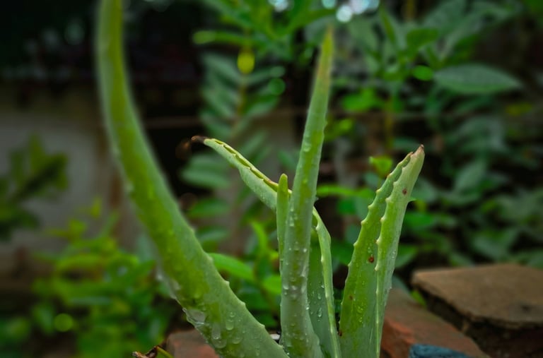 Aloe Vera plant