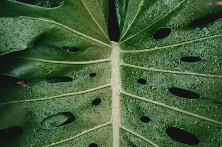 Close up of a fenestrated Monstera deliciosa leaf