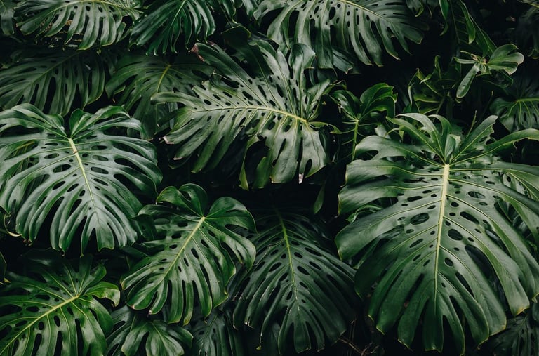 Mature Monstera deliciosa fenestrated leaves