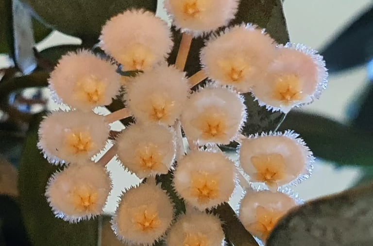 Hoya lacunosa Super Silver Flowers