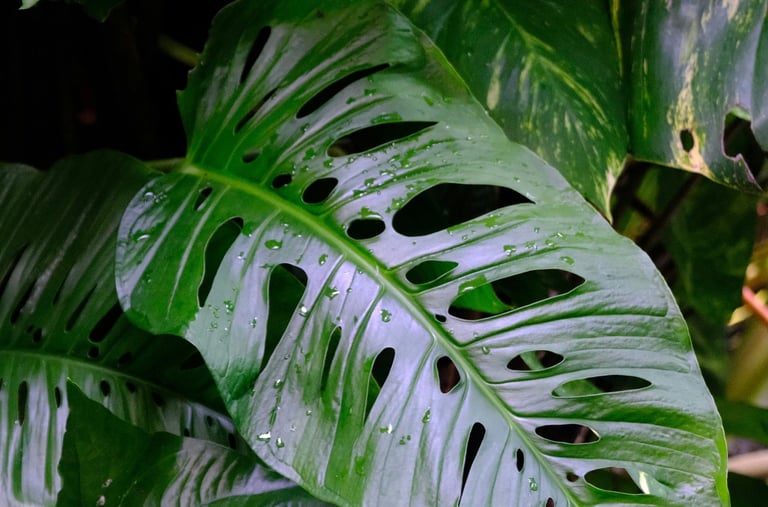 Mature Monstera Adansonii leaf