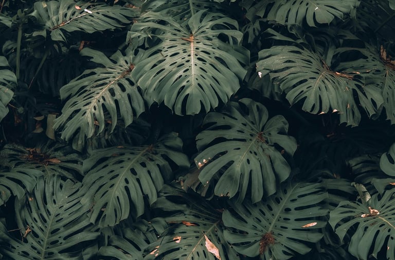 Wild Monstera plant with full fenestrations, splits, holes, and perforations