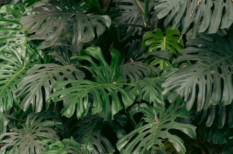 Mature fenestrated Monstera deliciosa growing in the wild