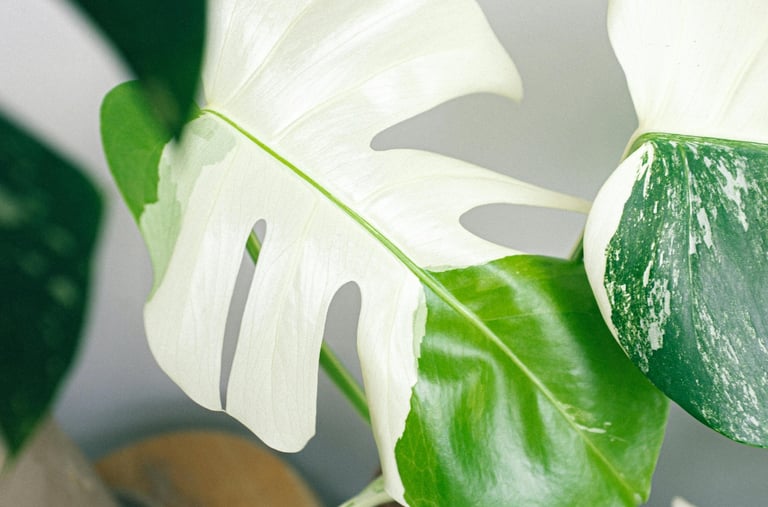 Monstera Albo Variegata leaf