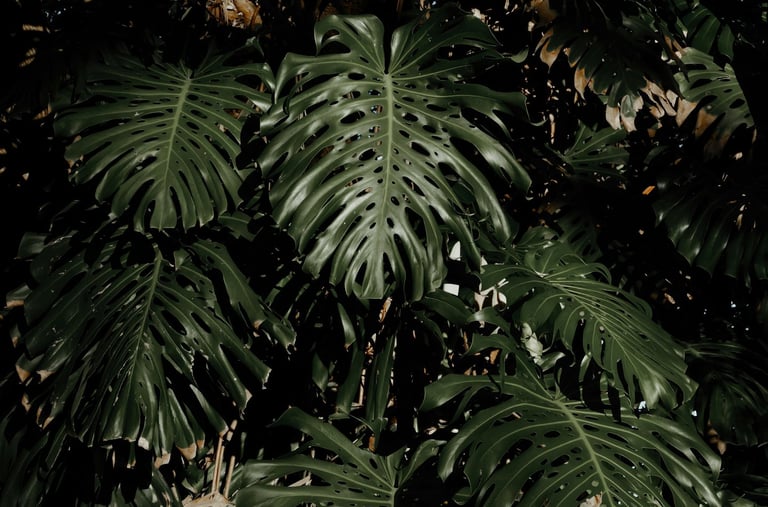 Mature fully fenestrated Monstera deliciosa plant in the wild