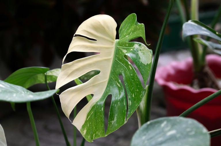 Semi mature Monstera Albo Variegata