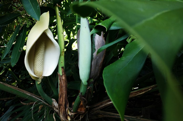 Monstera deliciosa's inflorescence