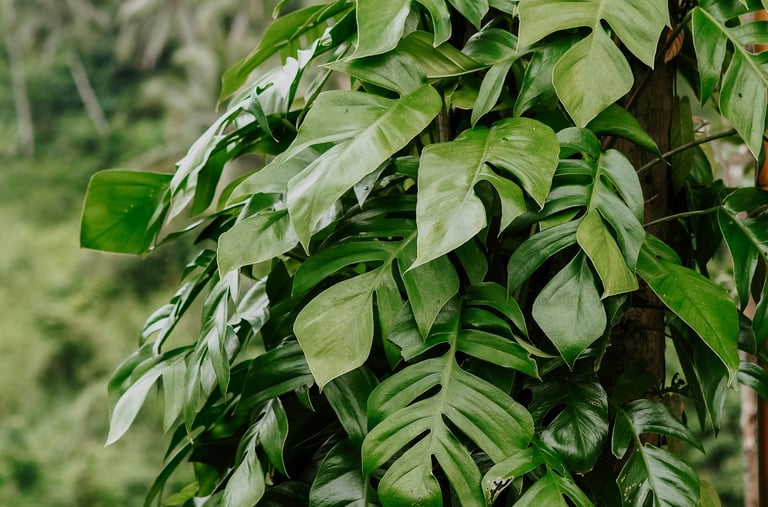 Rhaphidophora pertusa in the wild climbing a tree