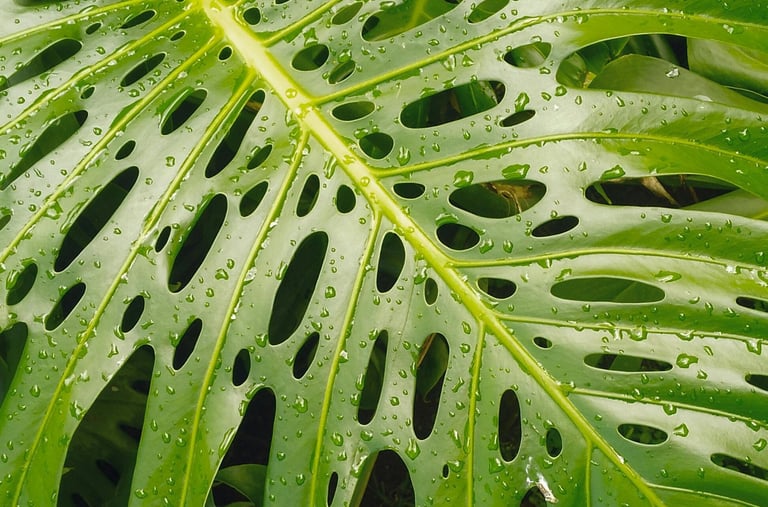 Mature Monstera deliciosa with splits, and holes in the leaf