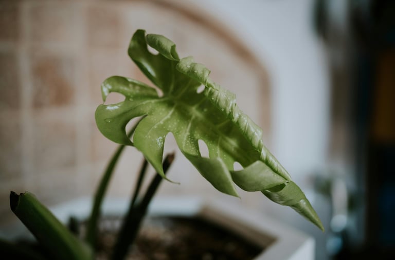 Monstera deliciosa new growth with leaf unfurling