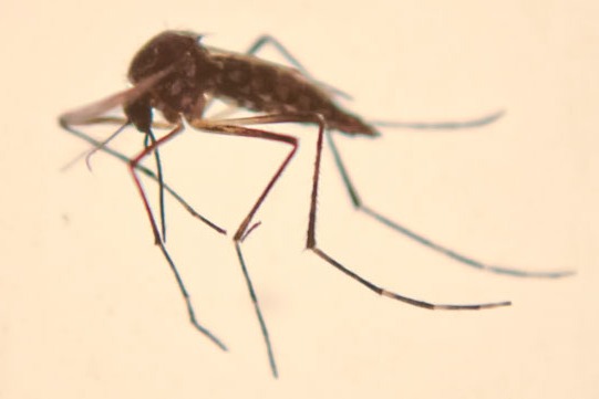 a mosquito fly insect insect insect insect insect insect insect insect insect insect insect insect insect