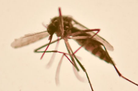 fotografia macro de mosquito