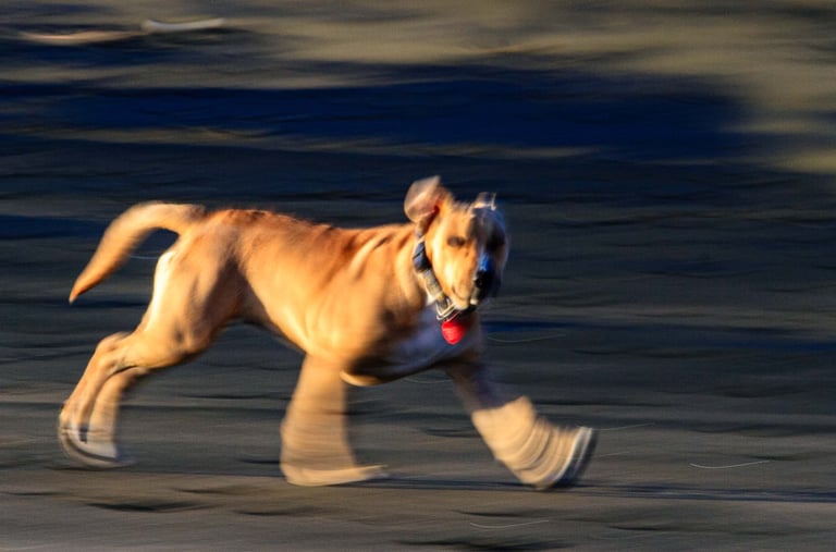 Dog at Muriwai Beach #2