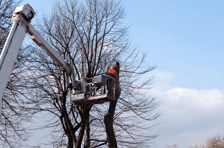 Tree Trimming
