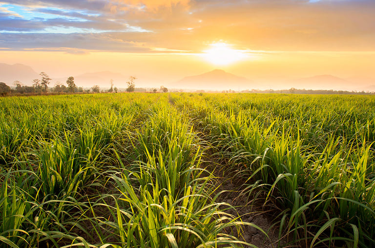 Serviços que prestamos na cultura de cana