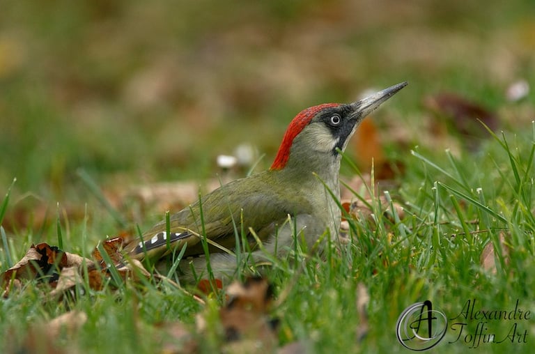 Aller à la page de photographies d'oiseaux posés.
