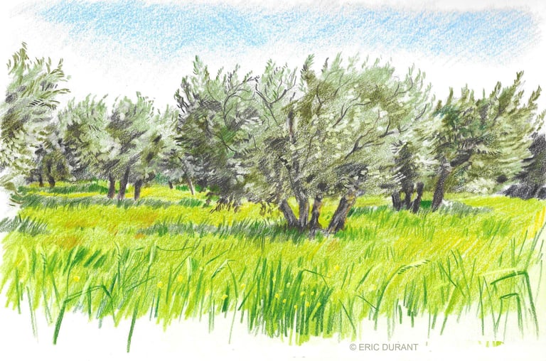 Dessin crayon de couleur sur papier - © Eric Durant