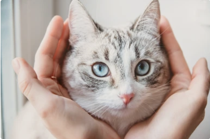 Soins énergétiques et médecine douce pour ton animal