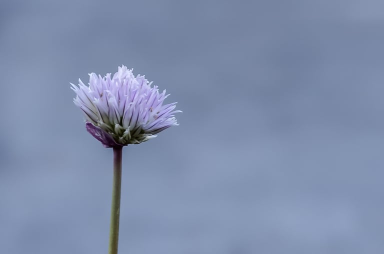 A single purple chive blossom on a green stem against a soft blue background.