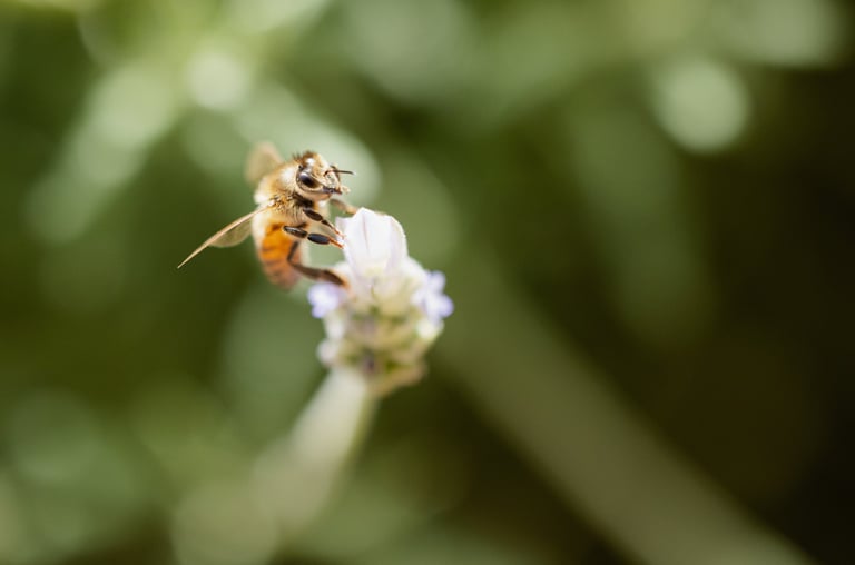A honey bee pollinating a purple lavender flower against a soft green background.