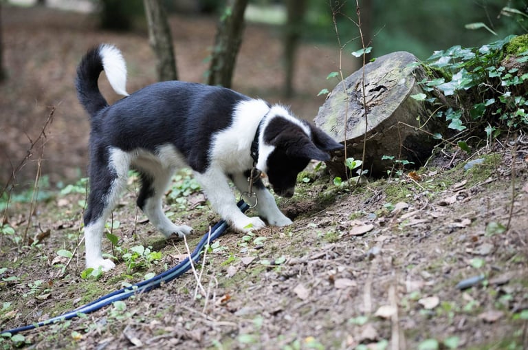 Un chien d'ours de carélie qui cherche une truffe (cavage)