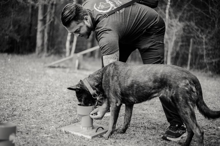 Une chien en pleine recherche pendant une séance de Nosework