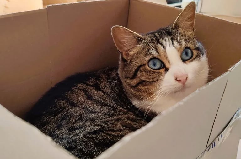 Un chat dans un carton