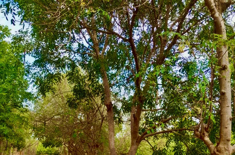 Vue du champ
