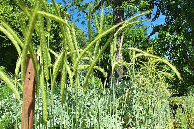 Corn planted together with other plants