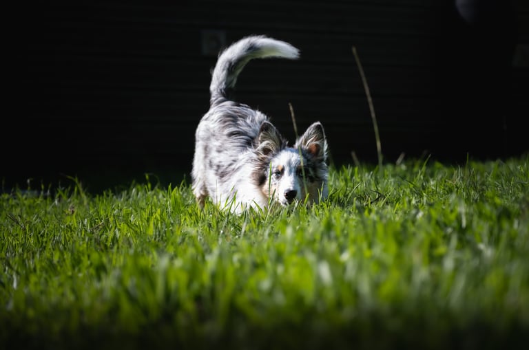 Portrait animalier d’un chiot berger des Shetland merle jouant dans l’herbe, par Théo Vonderscher