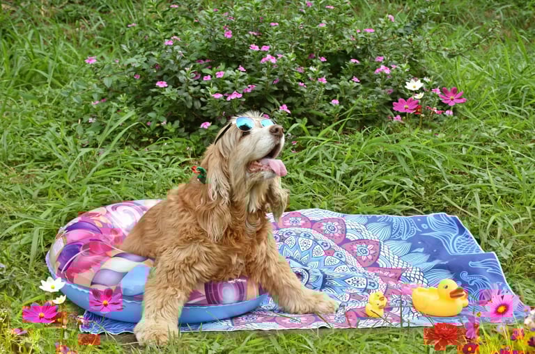 Pelouse propre et jardin fleuri après passage du service LVSC