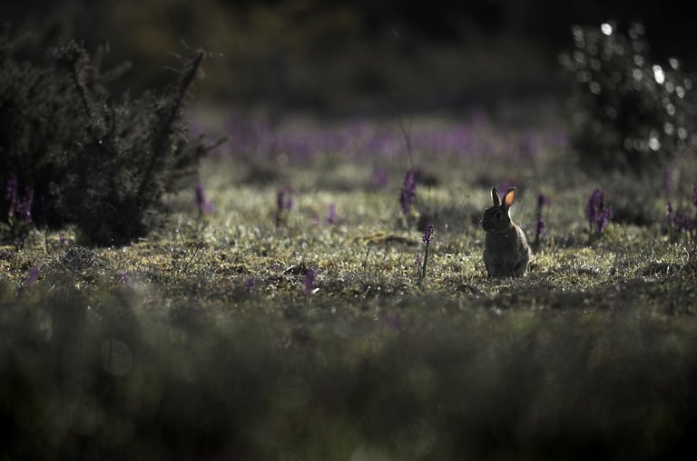 lapin de garenne dans une lande en bretagne 