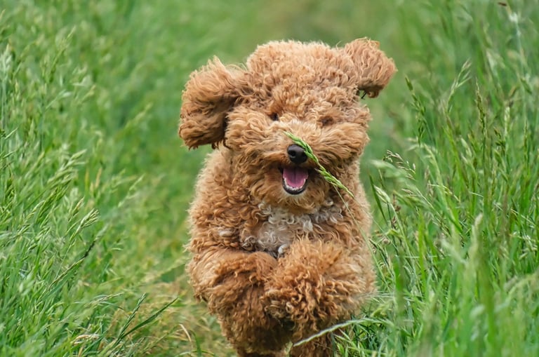 a dog running through a grassy field with a dog