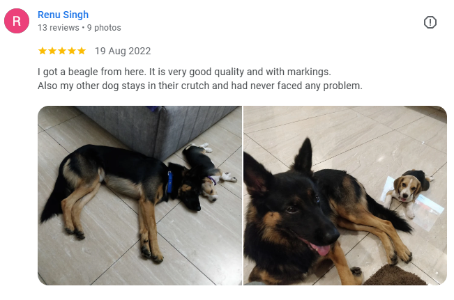 Bought beagle and german shepherd from way2pets pet shop lucknow gomti nagar