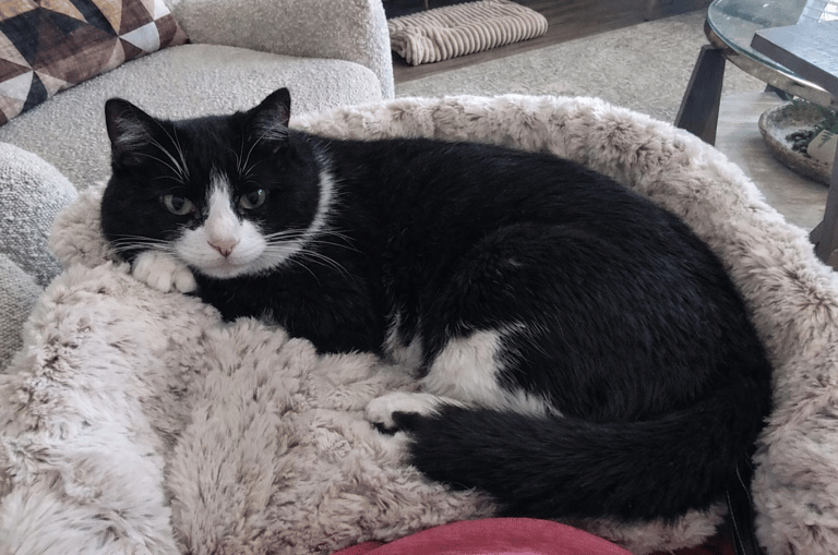 Black cat, favorite place to be in the Furr Lap, Pet Lap Bed