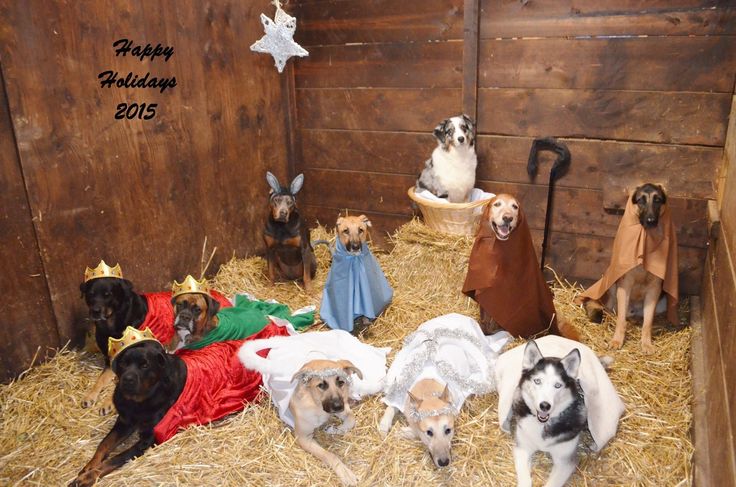 Various dogs in a Nativity