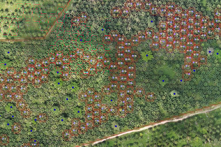 This are octogonal erradication inside a palm oil cultivation