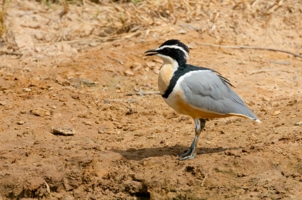 An Egyptian Plover bird with distinct black, white, and grey plumage standing on dry, cracked earth.