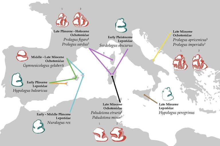 Location of fossil lagomorphs in Mediterranean Islands. Blanca Moncunill Solé CC BY-NC-ND 4.0