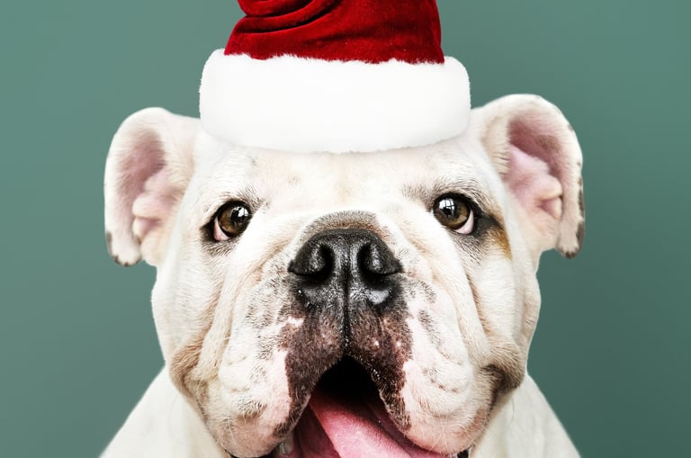 <a href="https://www.freepik.com/free-photo/portrait-cute-bulldog-puppy-wearing-santa-hat_3532491.ht