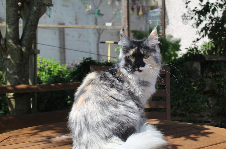 Juannre Bethzienna our Maine Coon girl at Juannre Cats.